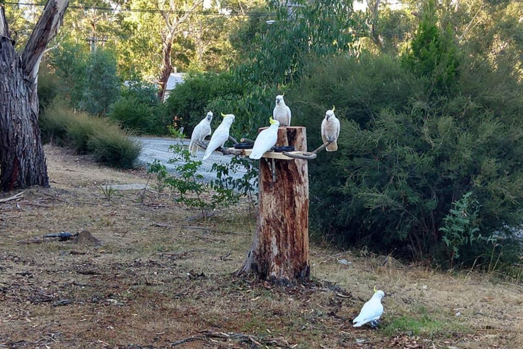 Cockatoo Cabin Halls Gap Exteriör bild
