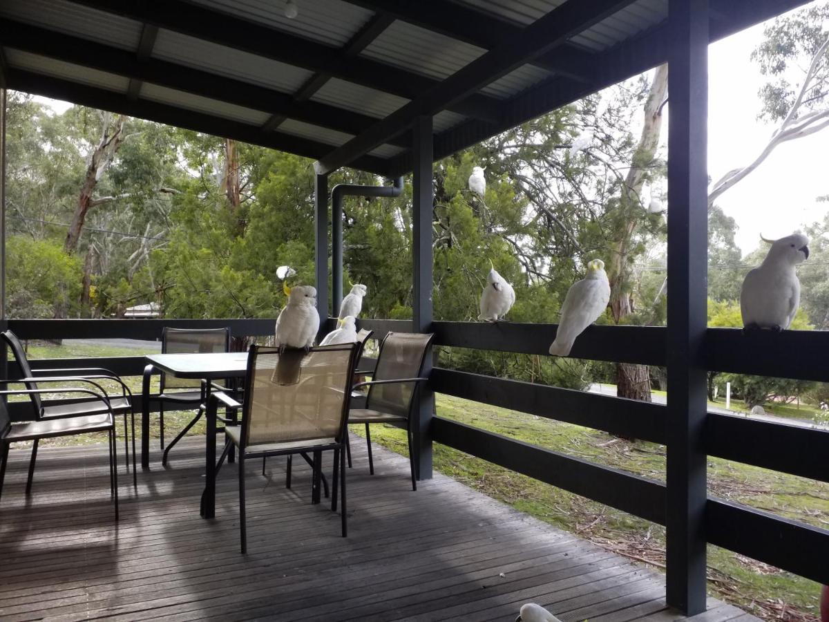 Cockatoo Cabin Halls Gap Exteriör bild