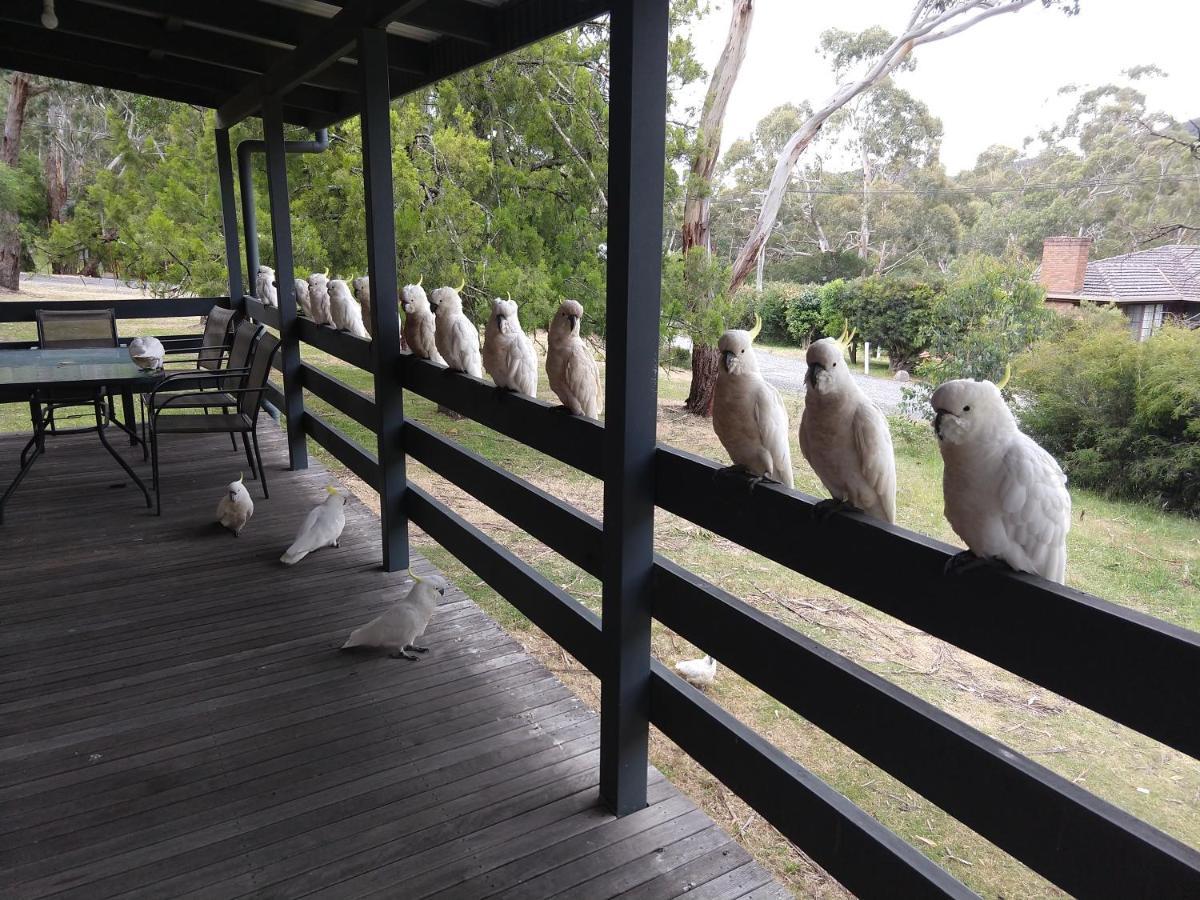 Cockatoo Cabin Halls Gap Exteriör bild