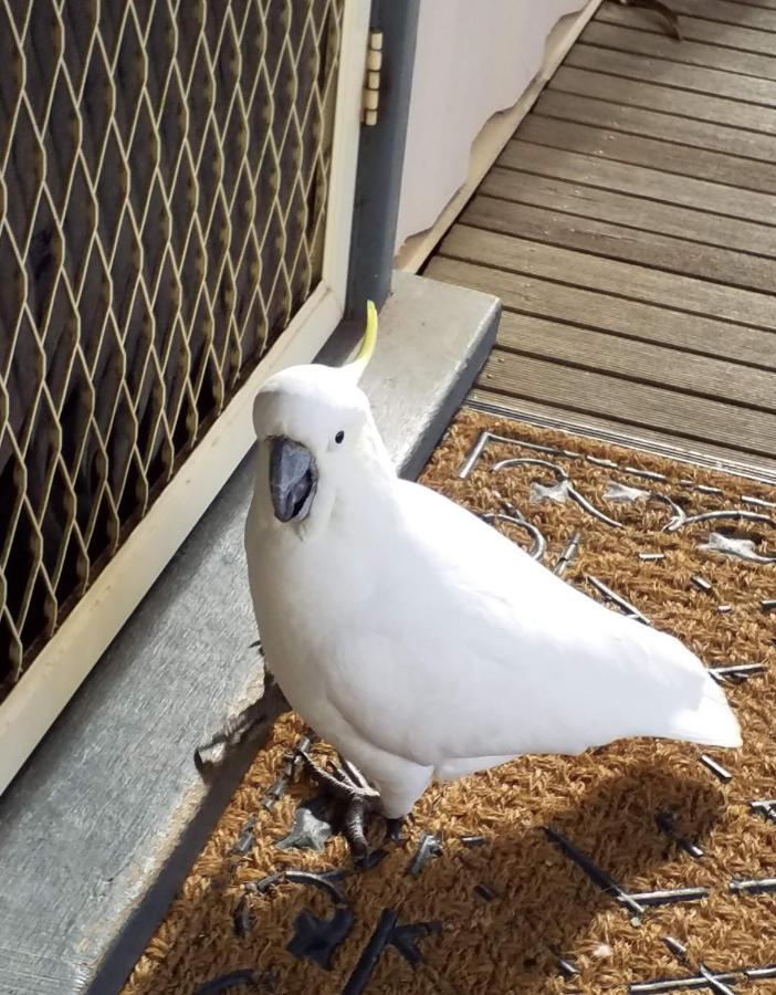 Cockatoo Cabin Halls Gap Exteriör bild