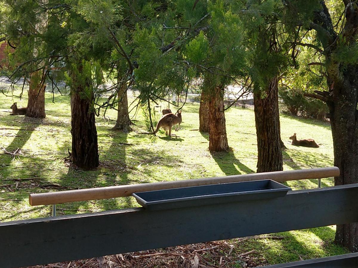 Cockatoo Cabin Halls Gap Exteriör bild