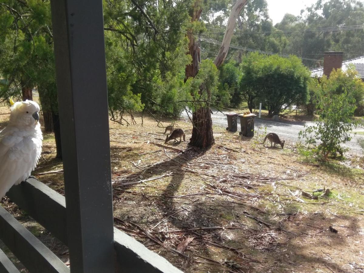 Cockatoo Cabin Halls Gap Exteriör bild